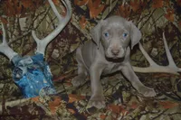 processed/cd879359-c954-41b2-87a7-7854c3187ec3/listing/c4c1c0f6-dc00-4474-a2dc-1e02f121e985/894b60ce-ff40-475a-8249-aeee5fe9af6e