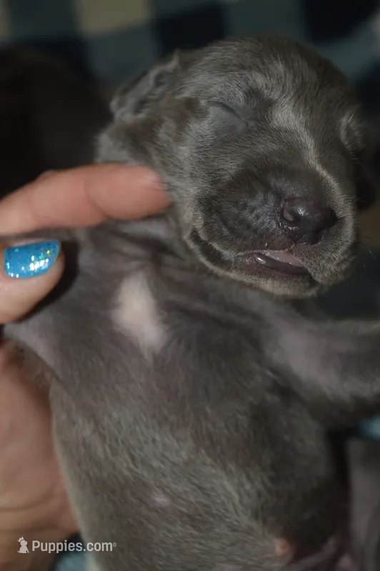 Blue Female AKC  – Weimaraner puppy for sale in Sylvia, KS