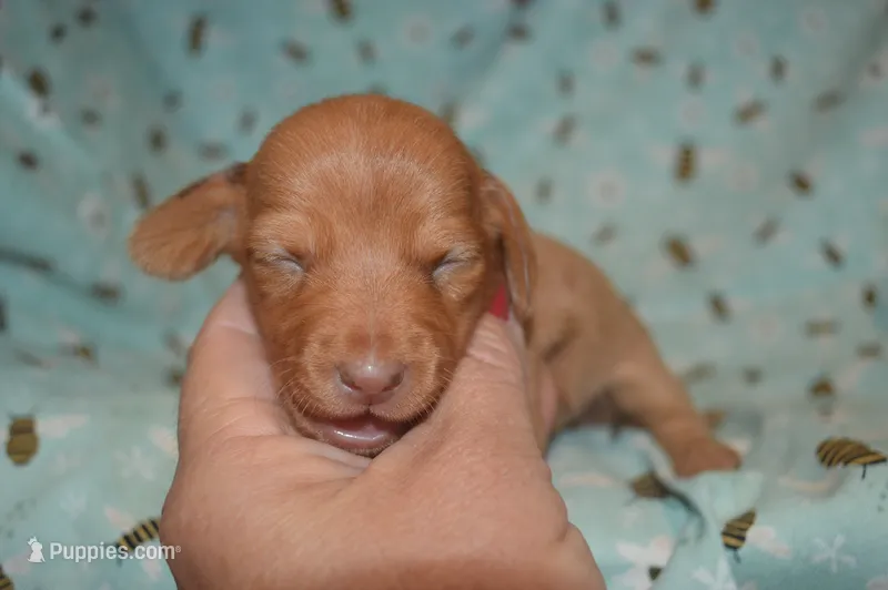 DAPPLE Female  – Miniature Dachshund puppy for sale in Sylvia, KS