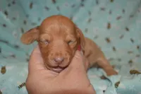 DAPPLE Female , a female Miniature Dachshund for sale in Sylvia, KS – 1 of 7