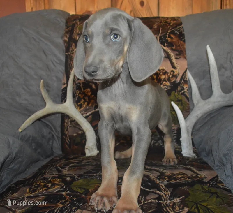 MOH Blue Male  – Weimaraner puppy for sale in Sylvia, KS