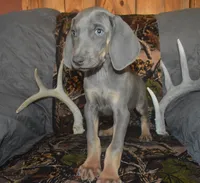 MOH Blue Male , a male Weimaraner for sale in Sylvia, KS – 1 of 9