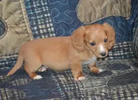 Tommy AKC , a male Miniature Dachshund for sale in Sylvia, KS – 3 of 6