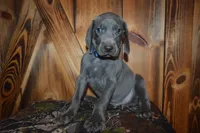 Blue Male , a male Weimaraner for sale in Sylvia, KS – 4 of 6
