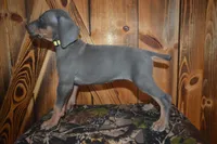 MOH Female , a male Weimaraner for sale in Sylvia, KS – 3 of 4