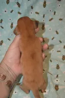 DAPPLE Female , a female Miniature Dachshund for sale in Sylvia, KS – 2 of 7