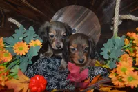 Shaded Cream AKC/PRA Clear , a male Miniature Dachshund for sale in Sylvia, KS – 3 of 3