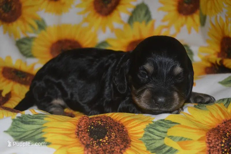 BK/Cream AKC/PRA Clear  – Miniature Dachshund puppy for sale in Sylvia, KS