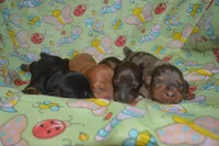 MOH Blue Male , a male Weimaraner for sale in Sylvia, KS – 3 of 7