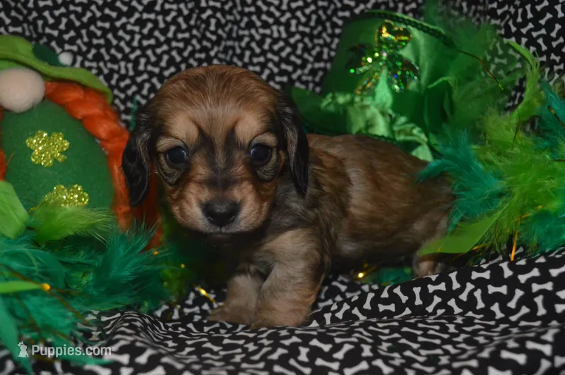 Shaded Cream Female  – Miniature Dachshund puppy for sale in Sylvia, KS