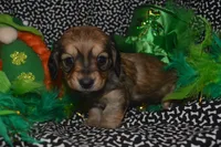Shaded Cream Female , a female Miniature Dachshund for sale in Sylvia, KS – Photo 1 of 4