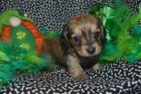 Shaded Cream Female , a female Miniature Dachshund for sale in Sylvia, KS – Photo 2 of 4
