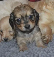 Shaded Cream Female , a female Miniature Dachshund for sale in Sylvia, KS – Photo 3 of 4