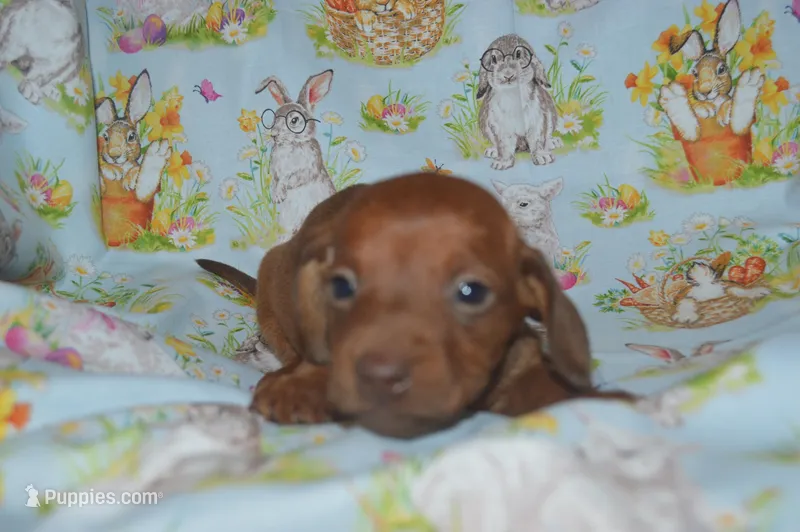 Red Smooth  – Miniature Dachshund puppy for sale in Sylvia, KS