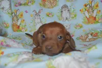 Red Smooth , a male Miniature Dachshund for sale in Sylvia, KS – Photo 1 of 6