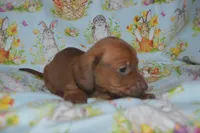 Red Smooth , a male Miniature Dachshund for sale in Sylvia, KS – Photo 6 of 6