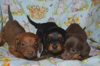 Red Smooth , a male Miniature Dachshund for sale in Sylvia, KS – Photo 3 of 6