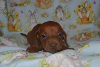 Red Smooth , a male Miniature Dachshund for sale in Sylvia, KS – Photo 2 of 6