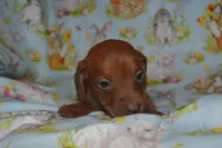 Red Smooth , a male Miniature Dachshund for sale in Sylvia, KS – Photo 5 of 6