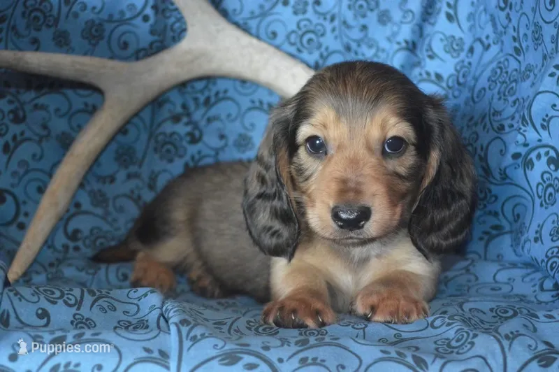 Shaded Cream Male  – Miniature Dachshund puppy for sale in Sylvia, KS