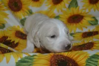 Cream/Pie Male AKC/PRA Clear  , a male Miniature Dachshund for sale in Sylvia, KS – 4 of 6