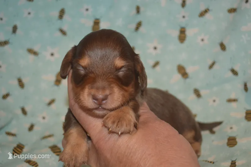 Chocolate/Tan Male  – Miniature Dachshund puppy for sale in Sylvia, KS