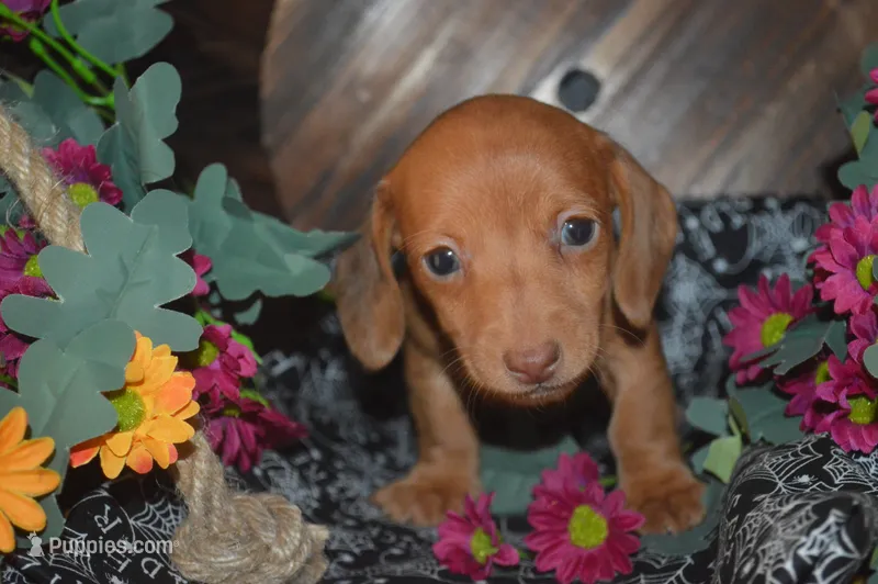 DAPPLE Female  – Miniature Dachshund puppy for sale in Sylvia, KS