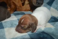 Pie Female , a female Miniature Dachshund for sale in Sylvia, KS – 2 of 7