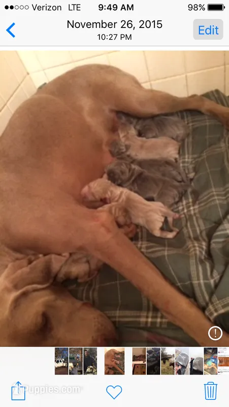 AKC Luna  – Weimaraner puppy for sale in Sylvia, KS