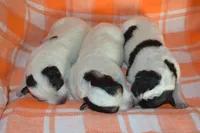 Blue Tir Female, a female Australian Cattle Dog for sale in Sylvia, KS – Photo 6 of 7