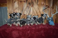 Blue Tir Female, a female Australian Cattle Dog for sale in Sylvia, KS – Photo 7 of 7