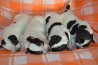 Blue Tir Female, a female Australian Cattle Dog for sale in Sylvia, KS – Photo 5 of 7