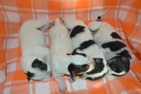 Blue Tir Female, a female Australian Cattle Dog for sale in Sylvia, KS – Photo 2 of 7