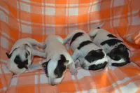 Blue Tir Female, a female Australian Cattle Dog for sale in Sylvia, KS – Photo 4 of 7