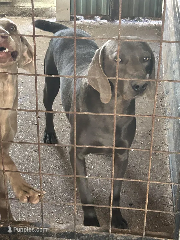 Rocky AKC  – Weimaraner puppy for sale in Sylvia, KS