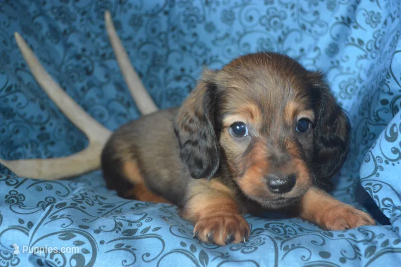 LH Male AKC/PRA Clear  – Miniature Dachshund puppy for sale in Sylvia, KS