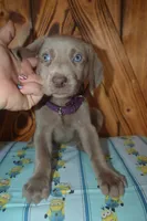 Longhair Female  , a female Weimaraner for sale in Sylvia, KS – 6 of 10