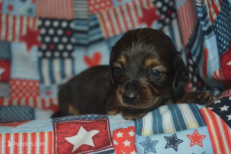 LH Male AKC/PRA Clear  – Miniature Dachshund puppy for sale in Sylvia, KS