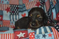 LH Male AKC/PRA Clear , a male Miniature Dachshund for sale in Sylvia, KS – 1 of 7