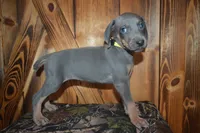 MOH Female , a male Weimaraner for sale in Sylvia, KS – 2 of 4