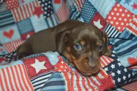 Chocolate Tan AKC/PRA Clear , a male Miniature Dachshund for sale in Sylvia, KS – 3 of 8