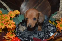 DAPPLE <Male , a male Miniature Dachshund for sale in Sylvia, KS – 3 of 8