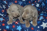 Longer Tail Silver Female AKC , a female Weimaraner for sale in Sylvia, KS – 5 of 7