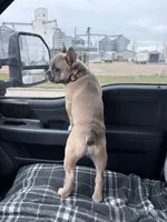 JuneBug, a female French Bulldog for sale in Sylvia, KS – 2 of 4