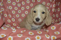 Cream AKC/PRA Clear Male , a male Miniature Dachshund for sale in Sylvia, KS – 1 of 4