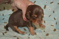 Chocolate/Tan Male , a male Miniature Dachshund for sale in Sylvia, KS – 4 of 6