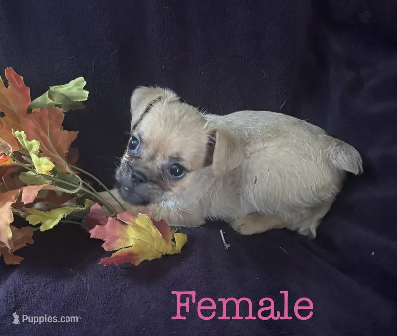 Female  – Brussels Griffon puppy for sale in Sylvia, KS