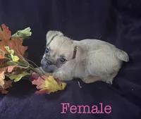 Female , a male Brussels Griffon for sale in Sylvia, KS – 1 of 1