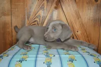 Longhair Female  , a female Weimaraner for sale in Sylvia, KS – 7 of 10