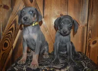 MOH Female , a male Weimaraner for sale in Sylvia, KS – 4 of 4